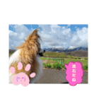 ぱぴぱぴパピヨン桜2022（個別スタンプ：14）