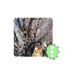 ぱぴぱぴパピヨン桜2022（個別スタンプ：15）