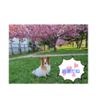 ぱぴぱぴパピヨン桜2022（個別スタンプ：16）