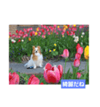 ぱぴぱぴパピヨン桜2022（個別スタンプ：17）