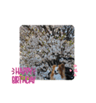 ぱぴぱぴパピヨン桜2022（個別スタンプ：21）