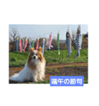 ぱぴぱぴパピヨン桜2022（個別スタンプ：22）