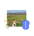 ぱぴぱぴパピヨン桜2022（個別スタンプ：23）