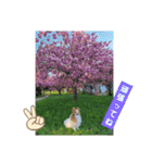 ぱぴぱぴパピヨン桜2022（個別スタンプ：24）