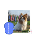 ぱぴぱぴパピヨン桜2022（個別スタンプ：25）