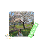 ぱぴぱぴパピヨン桜2022（個別スタンプ：26）
