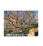 ぱぴぱぴパピヨン桜2022（個別スタンプ：27）