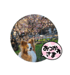 ぱぴぱぴパピヨン桜2022（個別スタンプ：28）