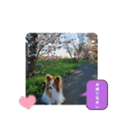 ぱぴぱぴパピヨン桜2022（個別スタンプ：29）