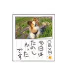 ぱぴぱぴパピヨン桜2022（個別スタンプ：30）