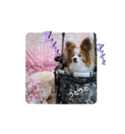 ぱぴぱぴパピヨン桜2022（個別スタンプ：32）