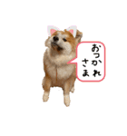 もふもふ秋田犬のあきちゃん2（個別スタンプ：2）