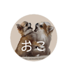 きなぽん1（個別スタンプ：2）