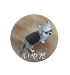 きなぽん1（個別スタンプ：3）
