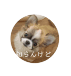 きなぽん1（個別スタンプ：4）