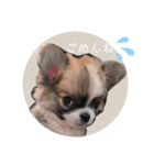 きなぽん1（個別スタンプ：6）
