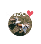 きなぽん1（個別スタンプ：7）