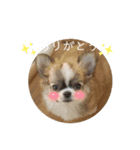 きなぽん1（個別スタンプ：8）