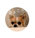 きなぽん1（個別スタンプ：9）