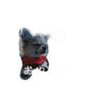 きなぽん1（個別スタンプ：10）