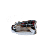 きなぽん1（個別スタンプ：11）
