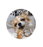 きなぽん1（個別スタンプ：12）