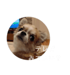 きなぽん1（個別スタンプ：13）