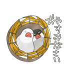 白熊 文鳥 ワオキツネザルや仲間達・修正版（個別スタンプ：11）