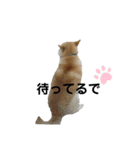 柴犬ふく⑥（個別スタンプ：1）