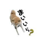 柴犬ふく⑥（個別スタンプ：2）