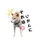 柴犬ふく⑥（個別スタンプ：3）