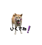 柴犬ふく⑥（個別スタンプ：4）