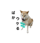 柴犬ふく⑥（個別スタンプ：5）