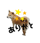 柴犬ふく⑥（個別スタンプ：6）