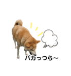 柴犬ふく⑥（個別スタンプ：7）
