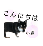 黒柴小春のスタンプの巻2（個別スタンプ：2）
