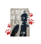 黒柴小春のスタンプの巻2（個別スタンプ：9）