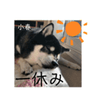 黒柴小春のスタンプの巻2（個別スタンプ：14）