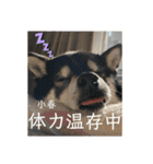 黒柴小春のスタンプの巻2（個別スタンプ：17）