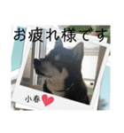 黒柴小春のスタンプの巻2（個別スタンプ：19）