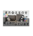 黒柴小春のスタンプの巻2（個別スタンプ：20）