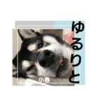 黒柴小春のスタンプの巻2（個別スタンプ：26）
