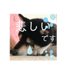 黒柴小春のスタンプの巻2（個別スタンプ：28）