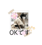 黒柴小春のスタンプの巻2（個別スタンプ：30）