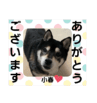 黒柴小春のスタンプの巻2（個別スタンプ：34）