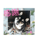 黒柴小春のスタンプの巻2（個別スタンプ：35）