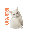 ささみくんだよ（個別スタンプ：1）