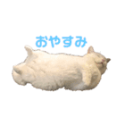 ささみくんだよ（個別スタンプ：2）