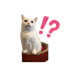 ささみくんだよ（個別スタンプ：5）