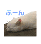 ささみくんだよ（個別スタンプ：7）